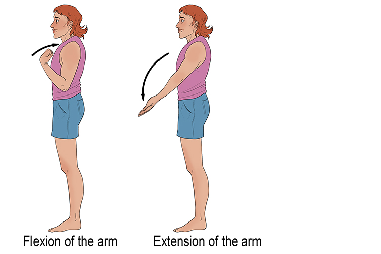 Using your one arm should remind you of all the six main types of joint movements.